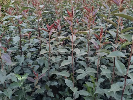 成都农科果苗的优质服务,每棵果苗都重视,才值得信赖-成都农科院种子批发市场