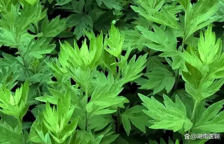 过夏至,迎端午,养生保健重点全在这儿了!赶紧转发给你爱的人看(夏至时节话养生)