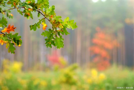 正值端午安康,巧遇中考落幕,祝学子们金榜题名,未来可期-中考遇端午说说