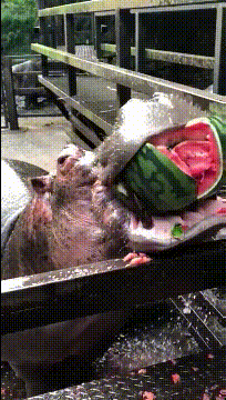 爆笑短笑话,笑到肚子疼(笑到肚子痛的100个短笑话图片)