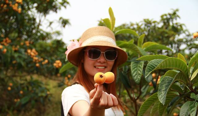 广西枇杷已经上市,为什么枇杷被中医称为一味药?(南宁哪里有枇杷树)