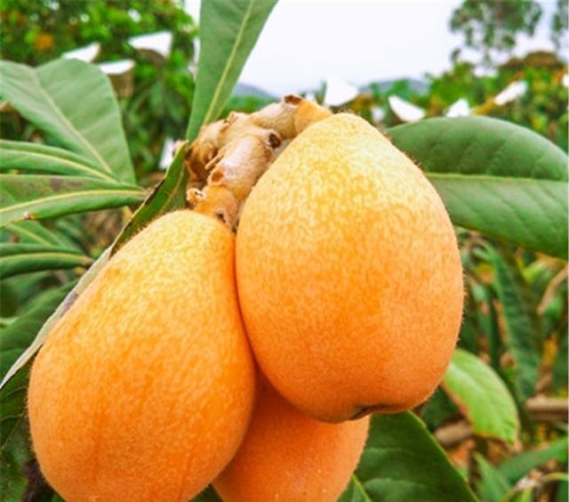 广西枇杷已经上市,为什么枇杷被中医称为一味药?(南宁哪里有枇杷树)