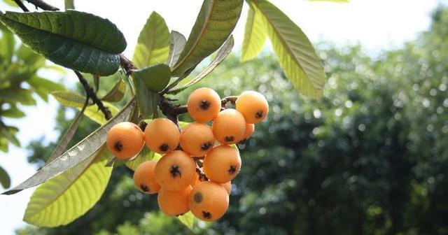 广西枇杷已经上市,为什么枇杷被中医称为一味药?(南宁哪里有枇杷树)