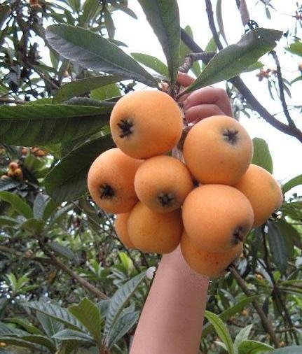 广西枇杷已经上市,为什么枇杷被中医称为一味药?(南宁哪里有枇杷树)