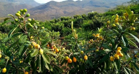 种枇杷树的忌讳是什么(门口种枇杷树好不好)