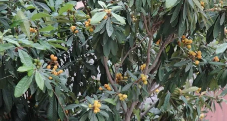 种枇杷树的忌讳是什么(门口种枇杷树好不好)