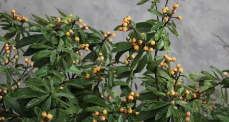 种枇杷树的忌讳是什么(门口种枇杷树好不好)