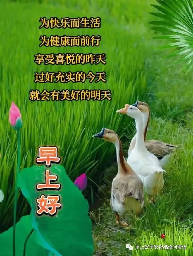 7月1日早上好,精选周六早安祝福图片带字带早上好问候语,新的一天吉祥如意!周六愉快!-7月1日早上好问候语