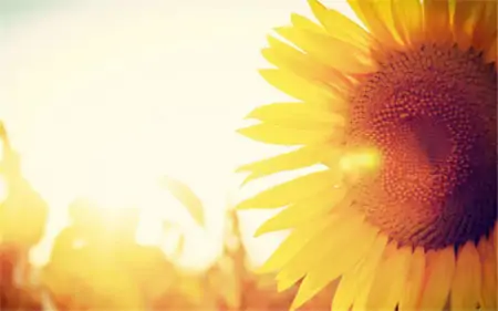 最新早上好祝福暖心问候语,很漂亮的早安祝福鲜花图片-早上好最美鲜花动态图