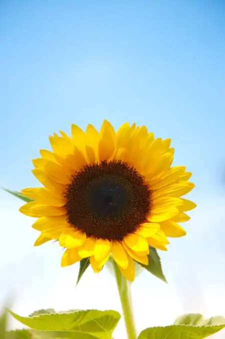 最新早上好祝福暖心问候语,很漂亮的早安祝福鲜花图片-早上好最美鲜花动态图