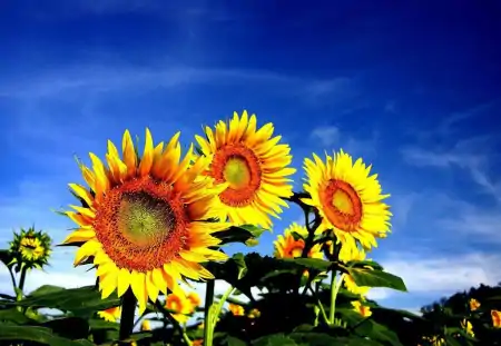 最新早上好祝福暖心问候语,很漂亮的早安祝福鲜花图片-早上好最美鲜花动态图