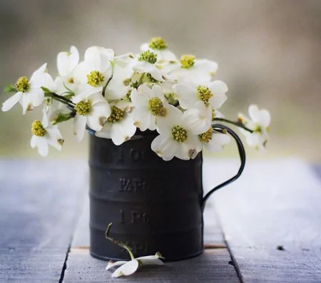 11月最美的早上好问候祝福短信句子,很漂亮的早安鲜花祝福图片-十一月早上好问候语图片