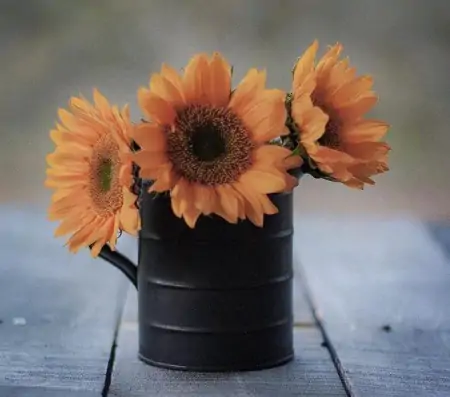 11月最美的早上好问候祝福短信句子,很漂亮的早安鲜花祝福图片-十一月早上好问候语图片