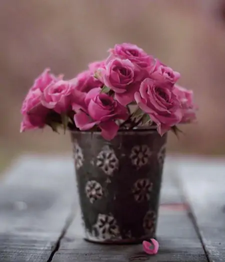 11月最美的早上好问候祝福短信句子,很漂亮的早安鲜花祝福图片-十一月早上好问候语图片