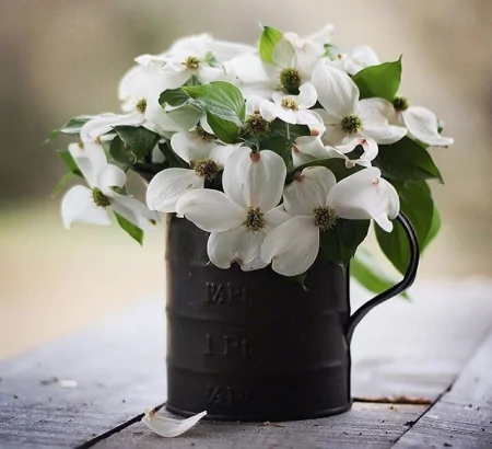 11月最美的早上好问候祝福短信句子,很漂亮的早安鲜花祝福图片-十一月早上好问候语图片