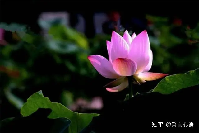 特别暖心的早安一句话,简短精致,越看越爱!-早安暖心话 一句话图片