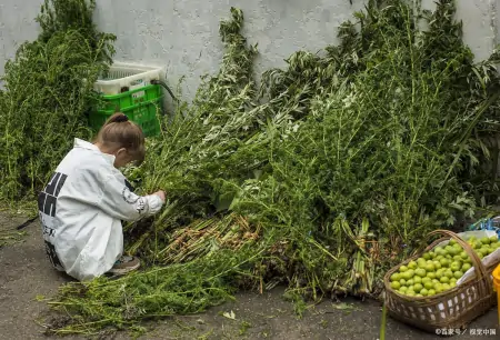 今年端午节哪天割艾草好?老人说“前三后四最合适”,有啥说法?-几月份割艾草
