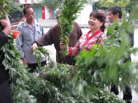 今年端午节哪天割艾草好?老人说“前三后四最合适”,有啥说法?-几月份割艾草