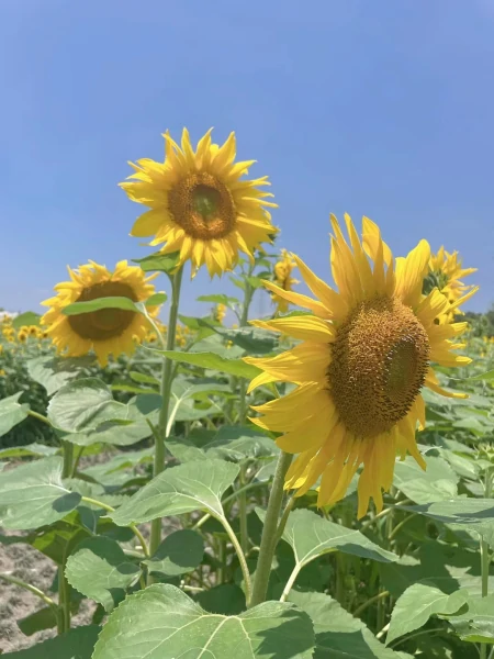 普通人的生活从来都只有咬牙坚持,没有退缩之路-普通人就应该过普通的生活