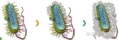 甲状腺结节怎么中医治疗?-甲状腺结节的中医治疗的方药有哪些
