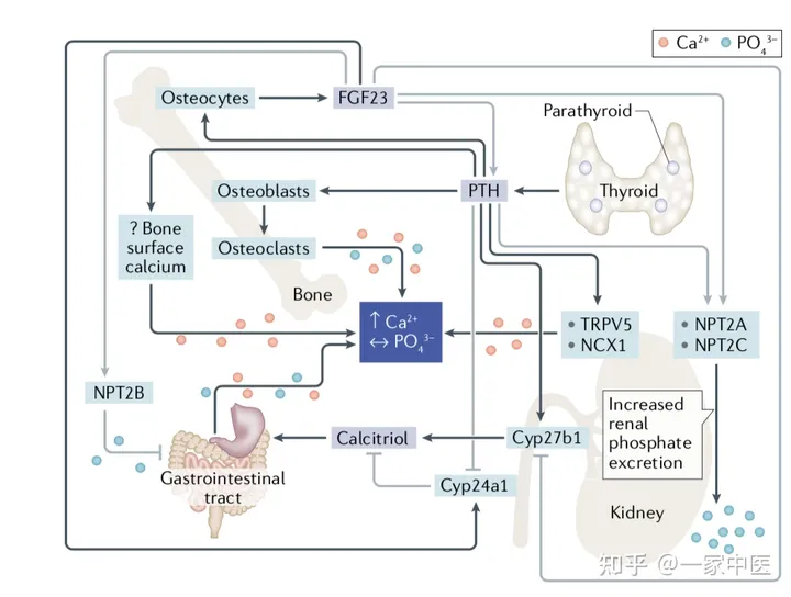 甲状腺结节怎么中医治疗?-甲状腺结节的中医治疗的方药有哪些
