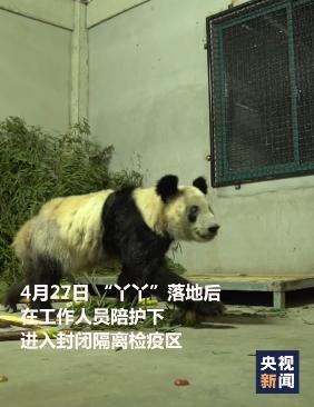 “丫丫”回家第一晚,画面来了,下一步安排→-丫头回来了 律师