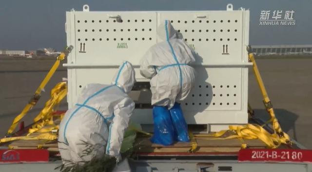 “丫丫”回家第一晚,画面来了,下一步安排→-丫头回来了 律师