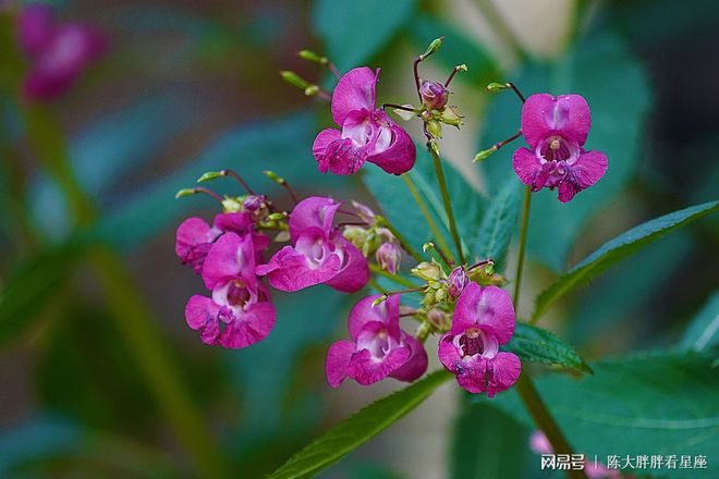 双子座2022年运势详解,双子座2022年全年运势完整版(双子座2021年运势精准详解女生)