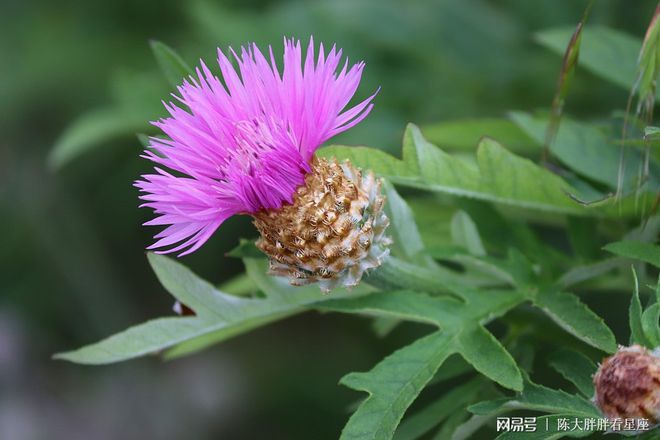 双子座2022年运势详解,双子座2022年全年运势完整版(双子座2021年运势精准详解女生)