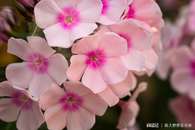 双子座2022年运势详解,双子座2022年全年运势完整版(双子座2021年运势精准详解女生)