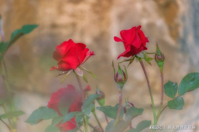 双子座2022年运势详解,双子座2022年全年运势完整版(双子座2021年运势精准详解女生)