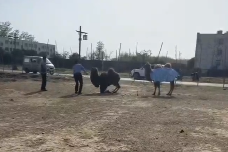 河南商丘古城骆驼被多人持棍打致屈膝求饶?回应:事发古城外(河南骆驼湾)