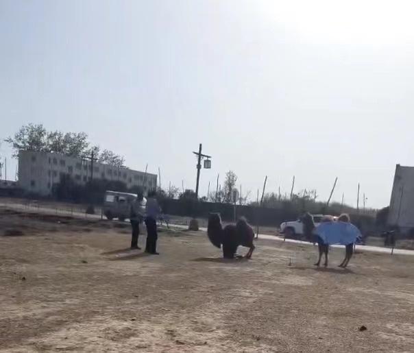 骆驼被轮番棒打致屈膝求饶?景区工作人员:景区内没有饲养骆驼(骆驼挨打没人管吗)