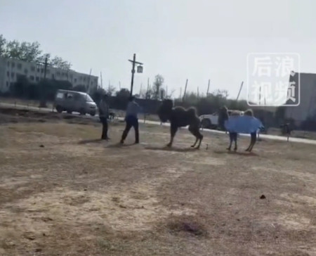 景区骆驼被轮番棒打屈膝求饶,给在场的小孩子留下心理阴影!(骆驼攻击人类事件视频)