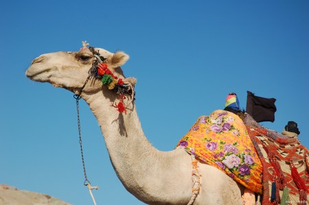 景区骆驼被轮番棒打屈膝求饶,给在场的小孩子留下心理阴影!(骆驼攻击人类事件视频)