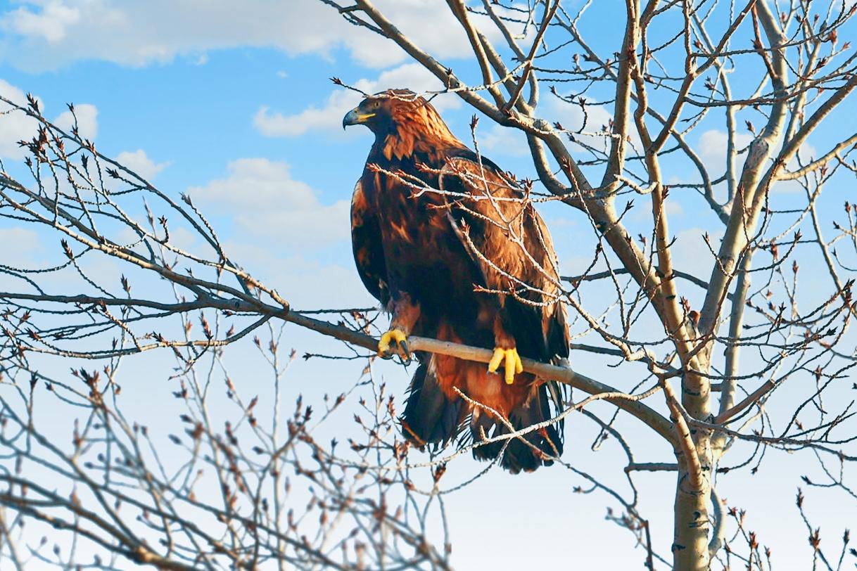 神级动物金雕在四川瓦屋山首次出没,网友们纷纷询问杨过的下落(金雕的窝是怎么做的)