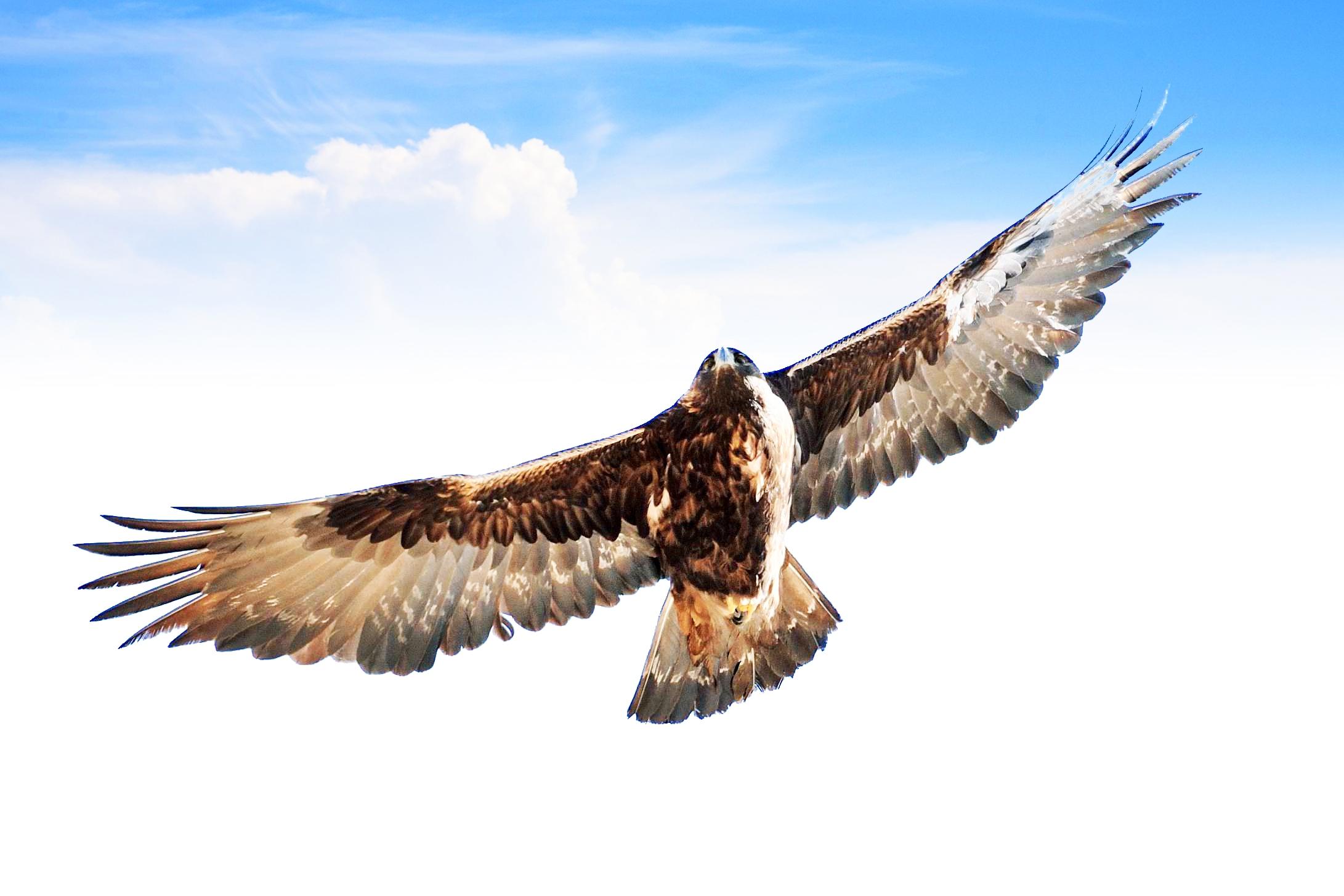 神级动物金雕在四川瓦屋山首次出没,网友们纷纷询问杨过的下落(金雕的窝是怎么做的)