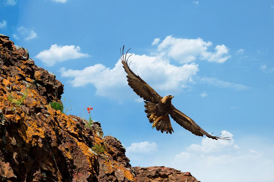 神级动物金雕在四川瓦屋山首次出没,网友们纷纷询问杨过的下落(金雕的窝是怎么做的)