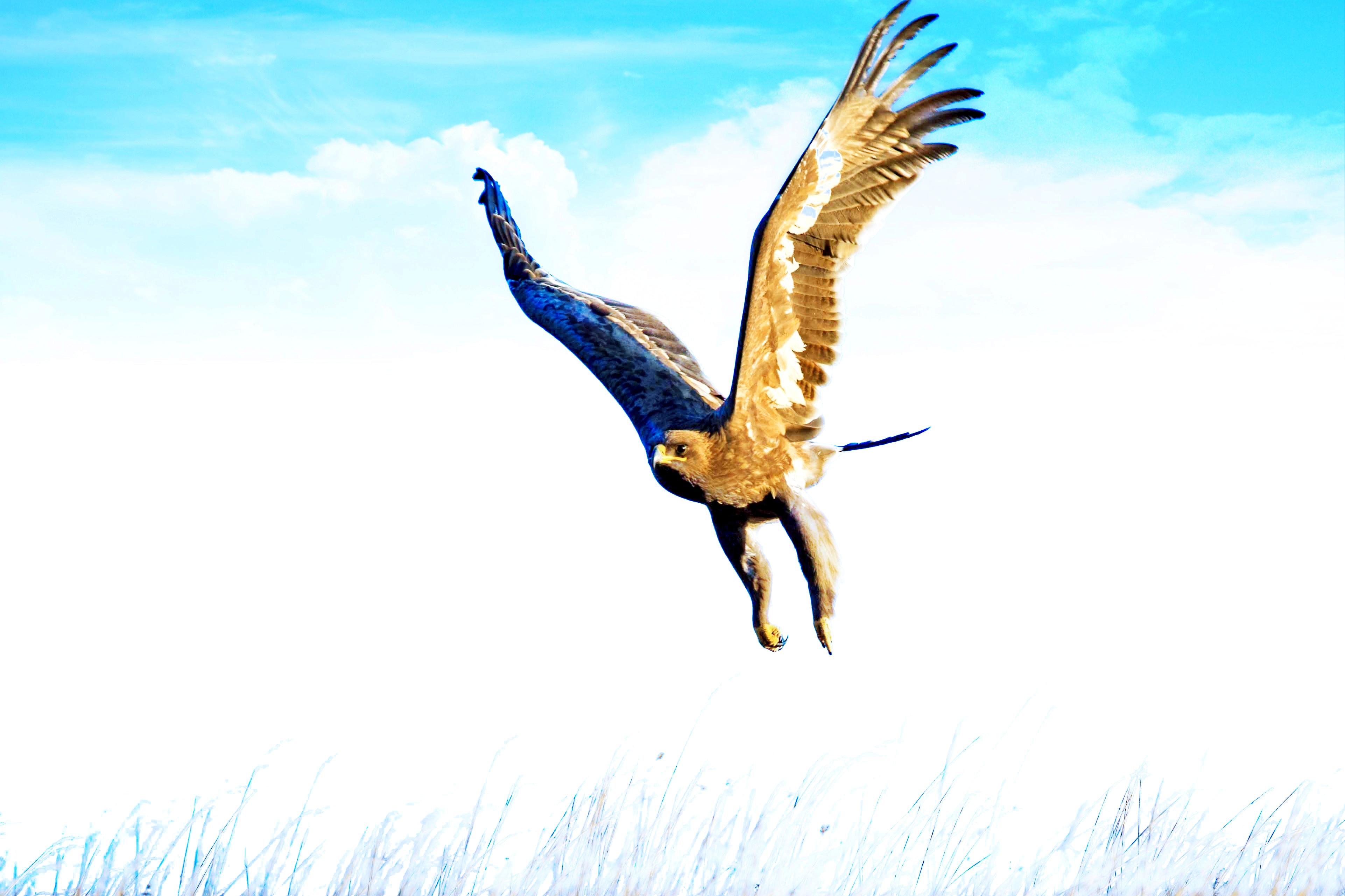 神级动物金雕在四川瓦屋山首次出没,网友们纷纷询问杨过的下落(金雕的窝是怎么做的)