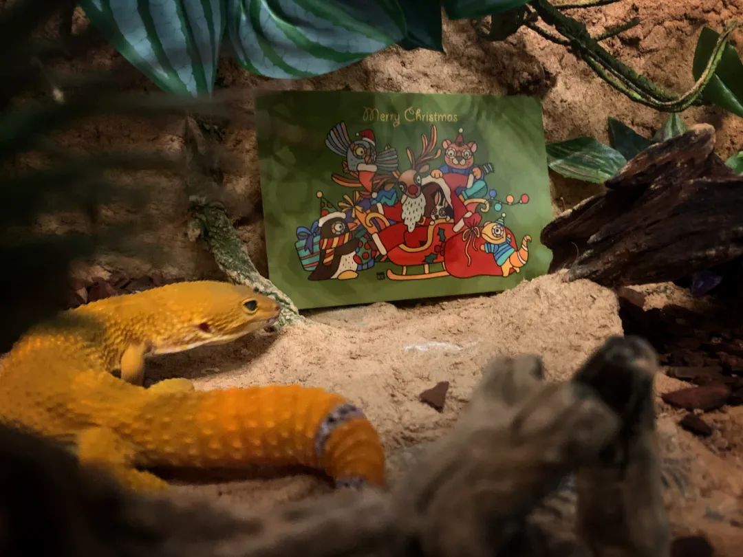 【KOOK随笔】Merry Christmas 预备备-随笔4篇