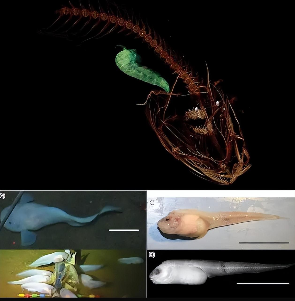 日本8336米深海发现怪鱼,一离开水就会瞬间融化(日本怪鱼视频)