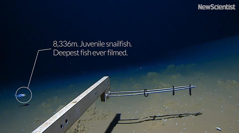 打破纪录!科学家在深海8336米找到一群小鱼,能活下来简直奇迹!(在海底的小鱼叫什么)