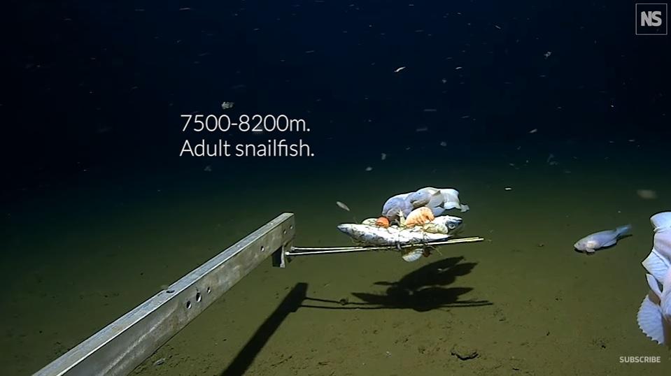 打破纪录!科学家在深海8336米找到一群小鱼,能活下来简直奇迹!(在海底的小鱼叫什么)