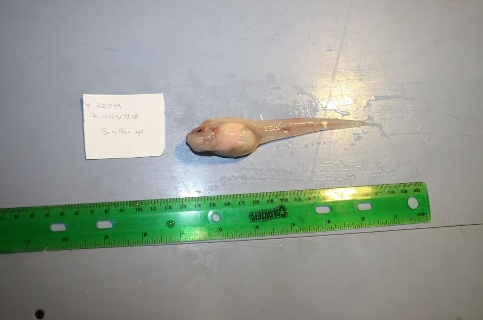 打破纪录!科学家在深海8336米找到一群小鱼,能活下来简直奇迹!(在海底的小鱼叫什么)