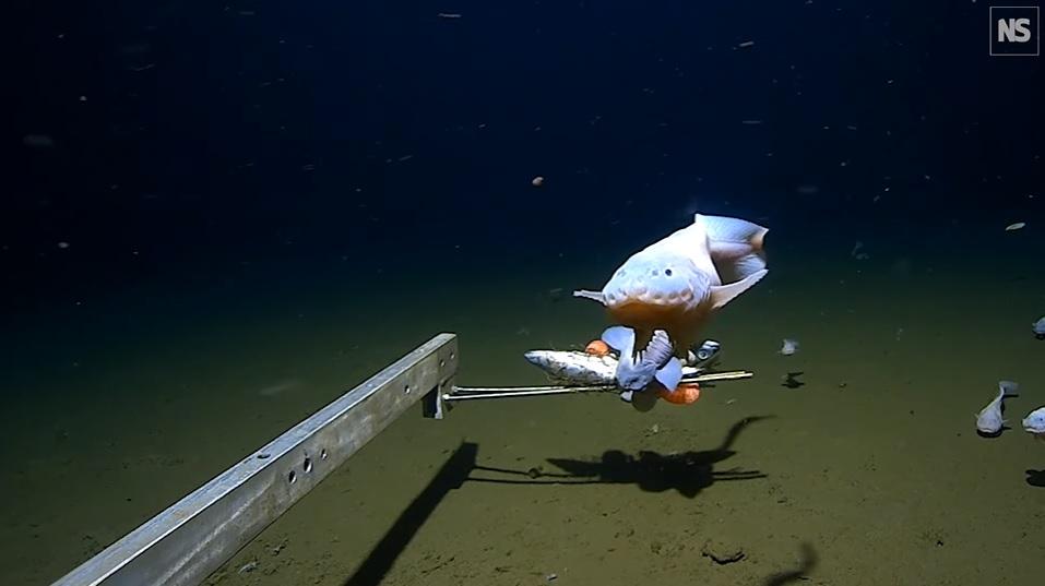 打破纪录!科学家在深海8336米找到一群小鱼,能活下来简直奇迹!(在海底的小鱼叫什么)