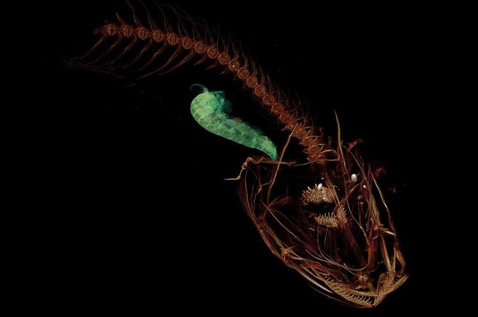 打破纪录!科学家在深海8336米找到一群小鱼,能活下来简直奇迹!(在海底的小鱼叫什么)