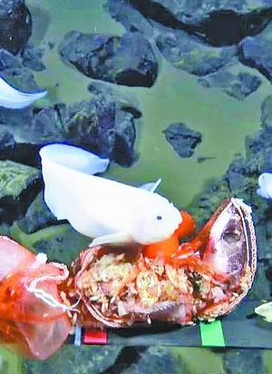 8336米 太平洋深海仍然有鱼游弋(太平洋的深海)