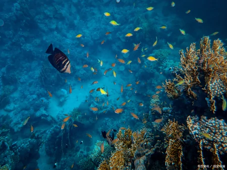 海底有多么恐怖,潜入一万米的深海会遇到什么?远超你的想象!(海底一万米到底有多恐怖?说出来你可能不信)