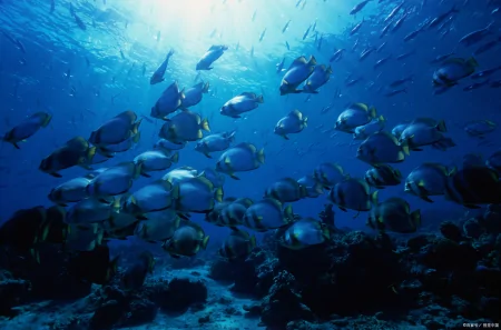 海底有多么恐怖,潜入一万米的深海会遇到什么?远超你的想象!(海底一万米到底有多恐怖?说出来你可能不信)