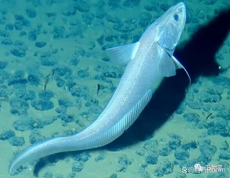 盘点三种奇葩的深海生物,颠覆你的认知!(奇怪的深海动物视频)